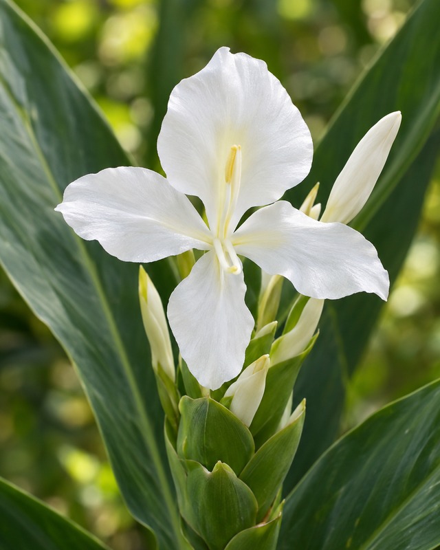 White Mariposa flower (butterfly jasmine), the national flower of Cuba, representing Làzerou